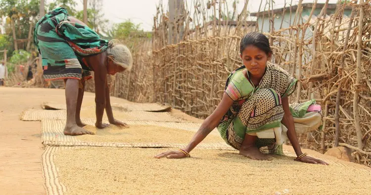 ମାଙ୍କିଡିଆ ପୋଟ4